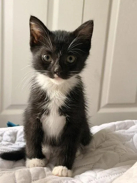 A baby medium-sized female Tuxedo cat named Denali for adoption in Wesley Chapel, FL