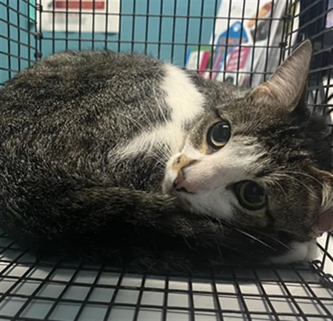 An adult medium-sized male Domestic Short Hair cat named Sage for adoption in Houston, TX