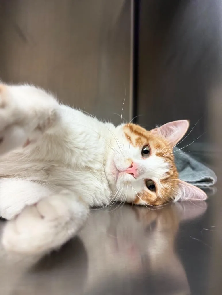 A young medium-sized male Domestic Short Hair cat named Mr Friendly for adoption in Thayne, WY