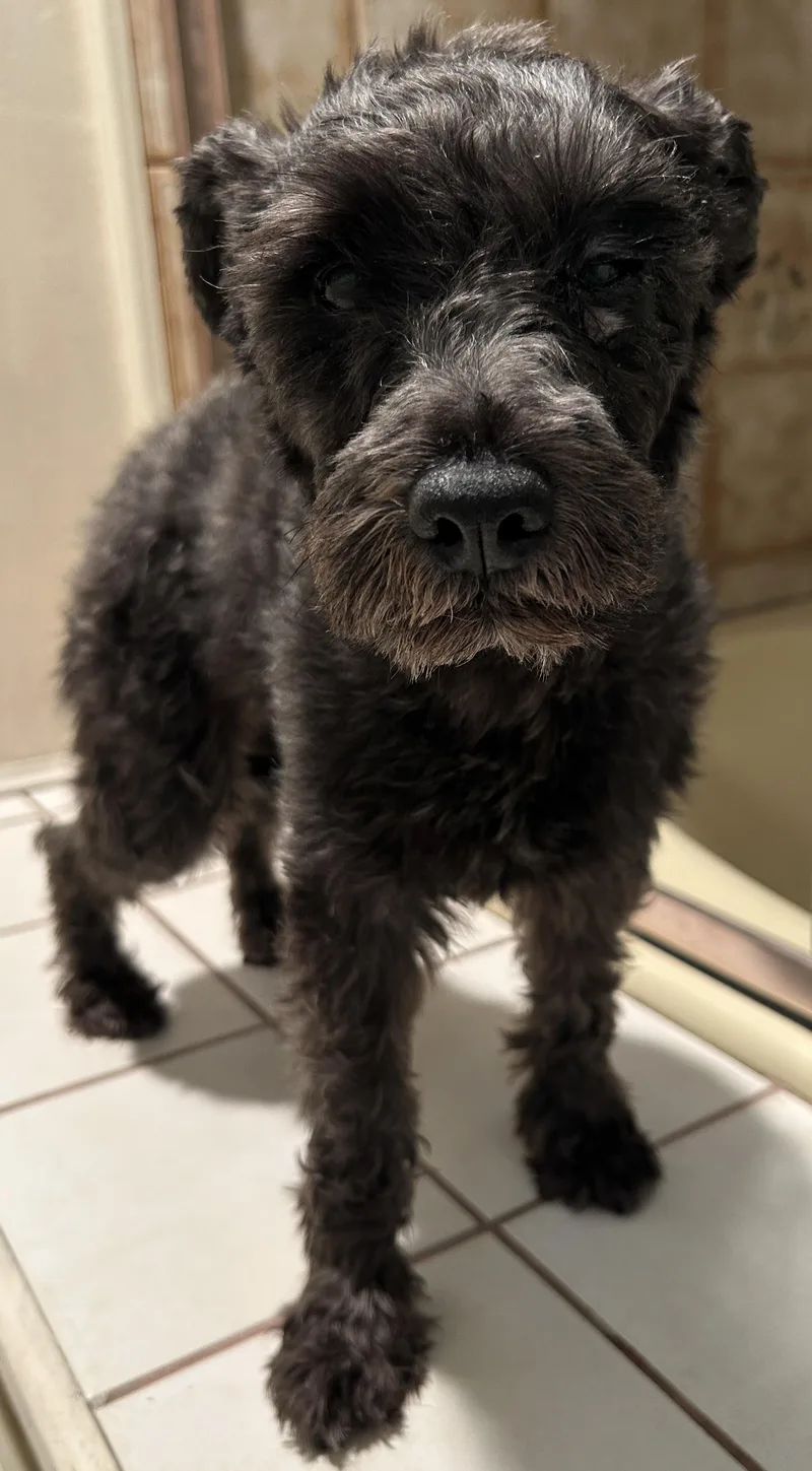 A young small-sized female Schnauzer dog named Chloe for adoption in El Cajon, CA