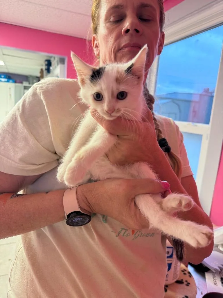 A baby medium-sized female Domestic Short Hair cat named Annie for adoption in Johnson City, TN