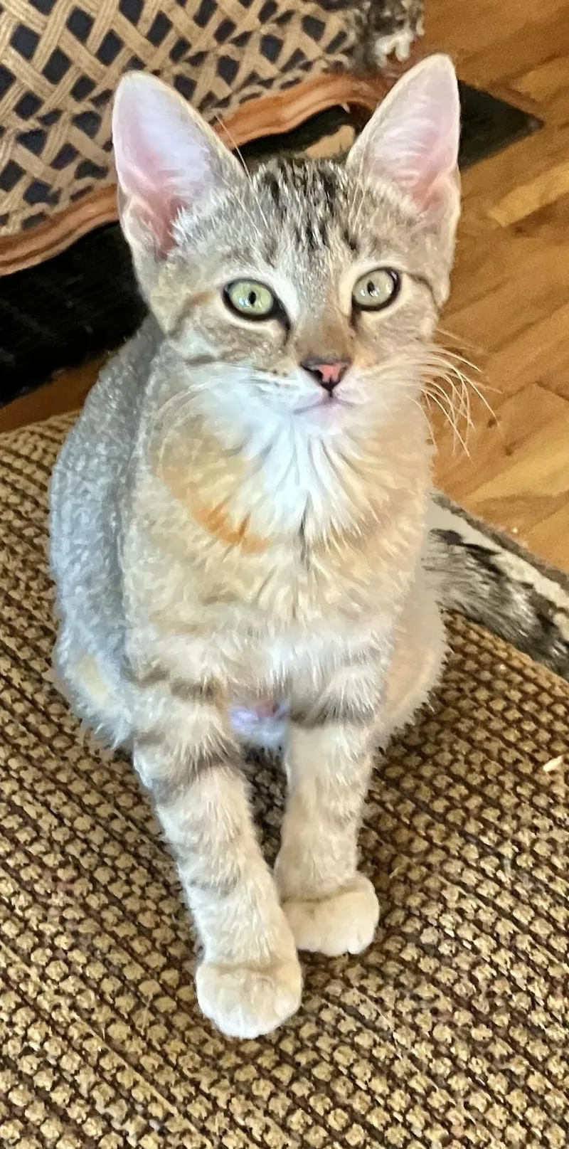 A baby medium-sized female Tabby cat named Cedar Gentle Soul for adoption in Prescott, AZ