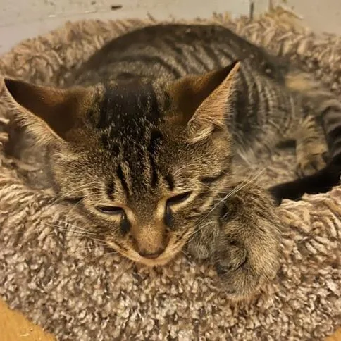 A baby medium-sized male Tabby (Brown / Chocolate) Domestic Short Hair cat named Bert and Ernie for adoption in Stanhope, NJ