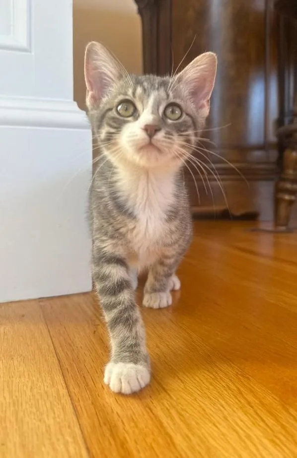 A baby medium-sized female Tabby (Gray / Blue / Silver) Tabby cat named Sheba for adoption in Wayne, NJ