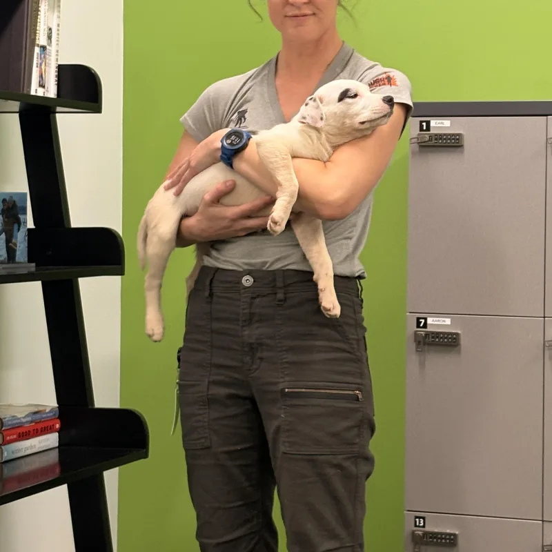 A baby medium-sized female Mixed Breed dog named Patch for adoption in Blacksburg, VA