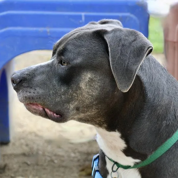 An adult large-sized male Pit Bull Terrier dog named Tarzan for adoption in Dublin, CA