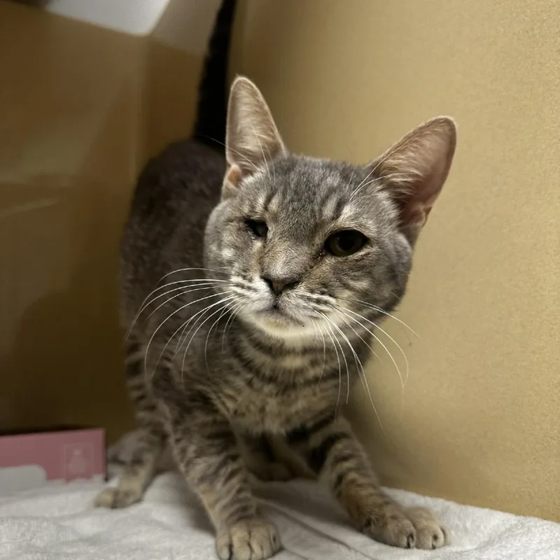 An adult medium-sized male Gray / Blue / Silver Domestic Short Hair cat named Honeybun for adoption in Blue Ridge, GA