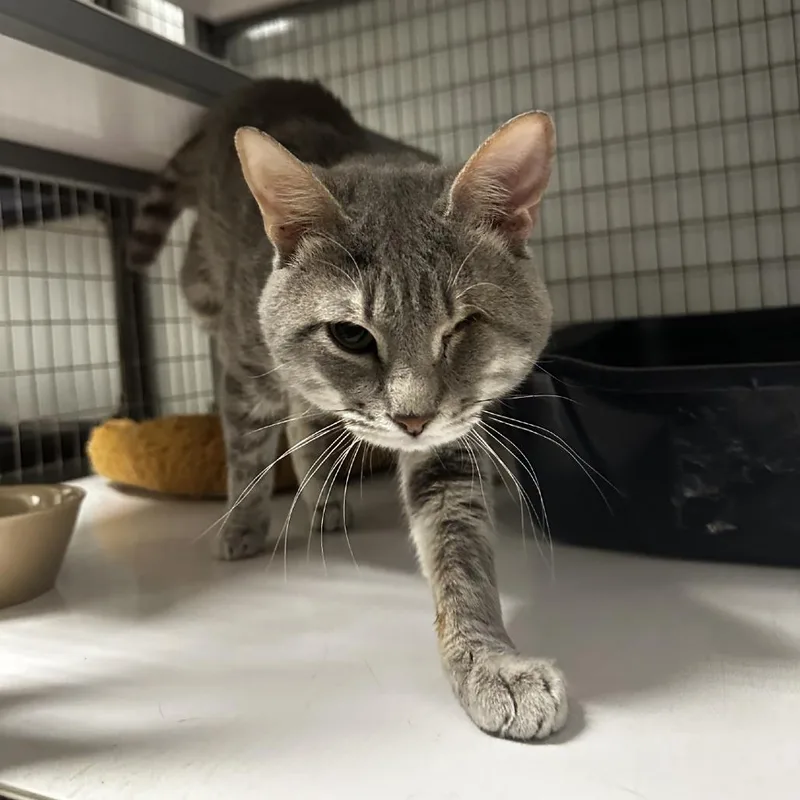 Honeybun thumbnail 3