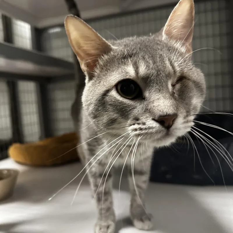 Honeybun thumbnail 4