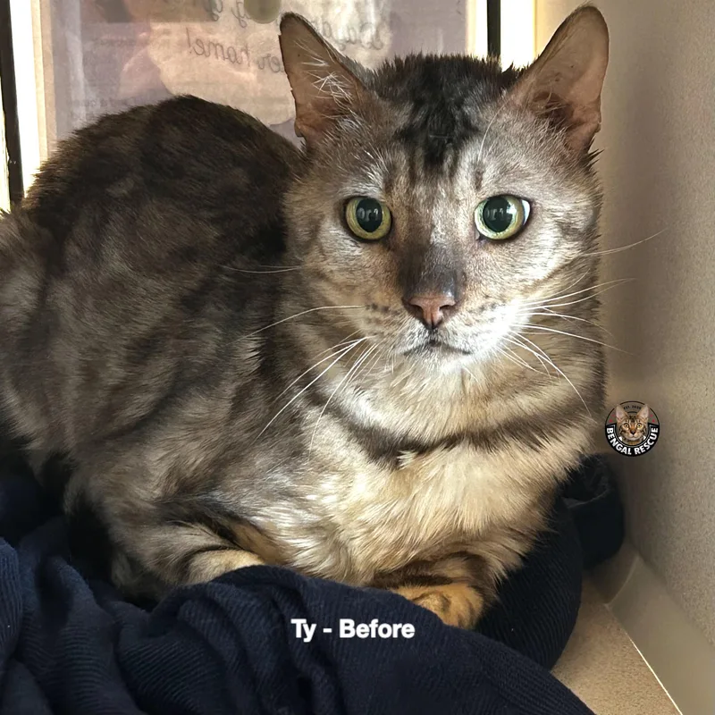 An adult medium-sized male Gray / Blue / Silver Bengal cat named Ty for adoption in Salt Lake City, UT