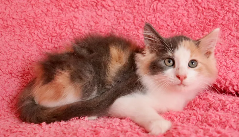A baby medium-sized female Dilute Calico cat named Sunshine for adoption in Saint Augustine, FL
