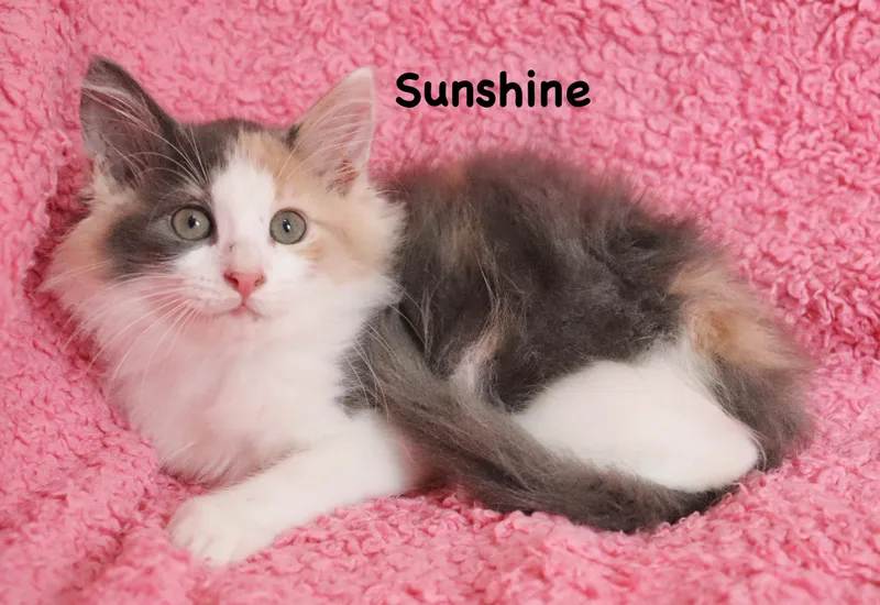 Sunshine thumbnail 2
