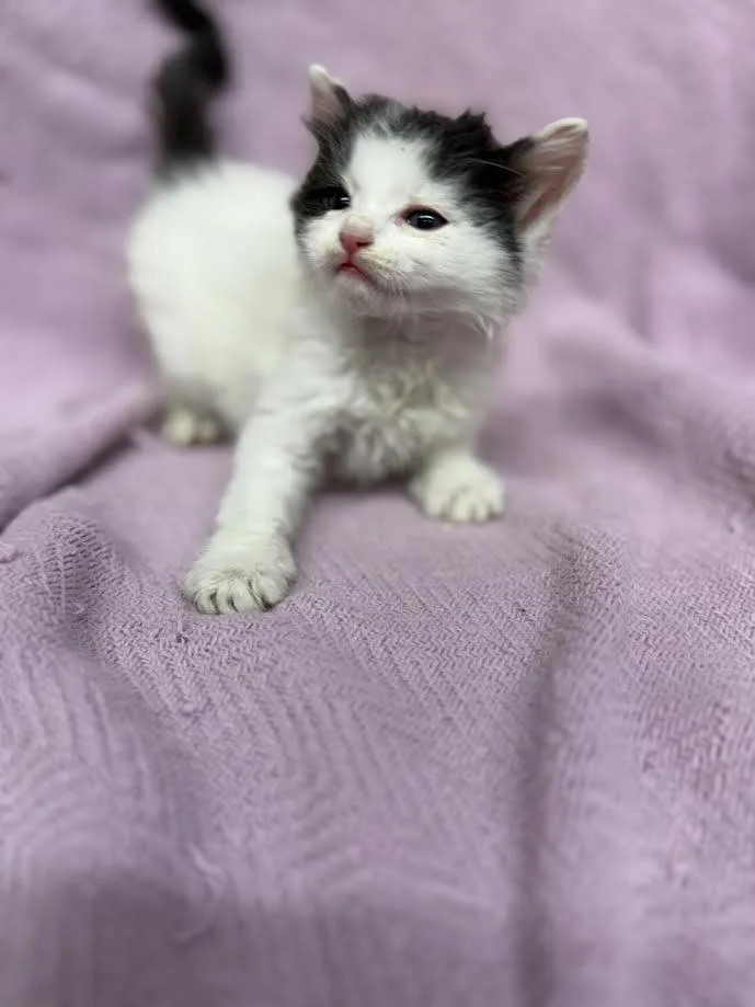 A baby small-sized male Black & White / Tuxedo Domestic Short Hair cat named Ares for adoption in Oakdale, CA