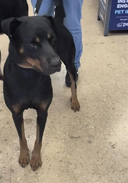 An adult large-sized male Rottweiler dog named Agustus for adoption in San Antonio, TX