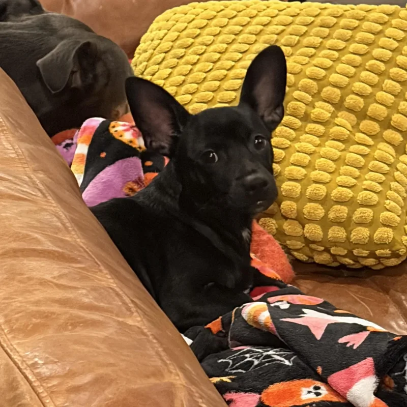 A baby small-sized male Chihuahua dog named Nico for adoption in Charlotte, NC