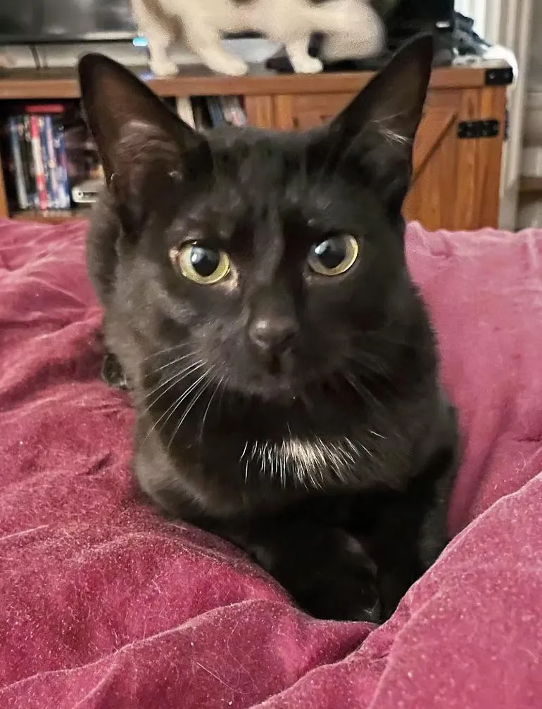 A baby medium-sized female Black Domestic Short Hair cat named Spooky for adoption in Winston Salem , NC