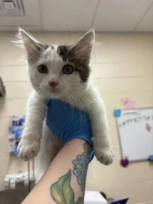 A baby small-sized male Domestic Medium Hair cat named Tater Tot for adoption in Westland, MI