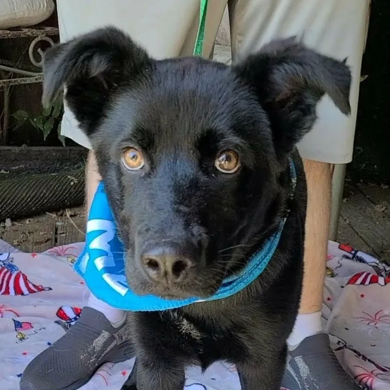 A young medium-sized male Black Flat-Coated Retriever dog named Rex for adoption in Woolwich, ME