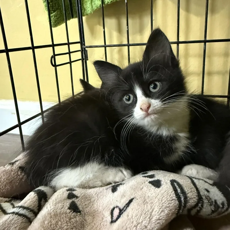 A baby small-sized female Black Domestic Medium Hair cat named Reese Bowers for adoption in Woodstock, VA