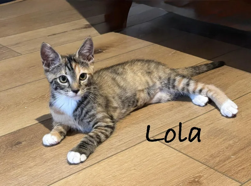 A baby medium-sized female Calico Domestic Short Hair cat named Lola for adoption in Pawleys Island, SC