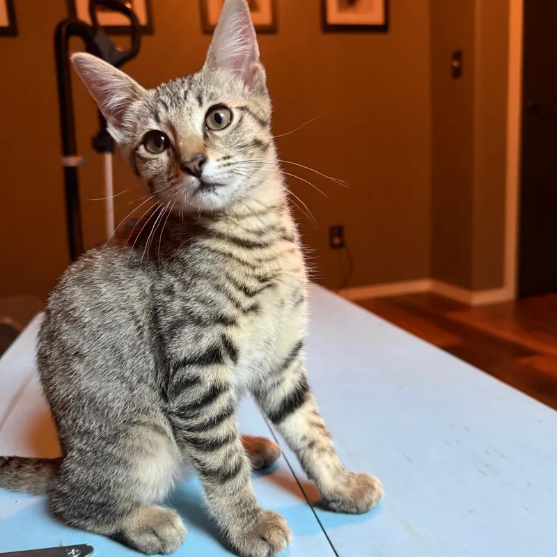 A baby small-sized female Gray / Blue / Silver Domestic Short Hair cat named Spinderella for adoption in Wichita, KS