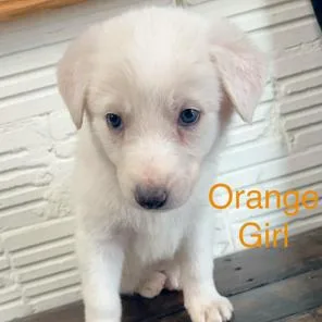 A baby small-sized female White / Cream Standard Poodle dog named Orange Girl for adoption in Kittanning, PA