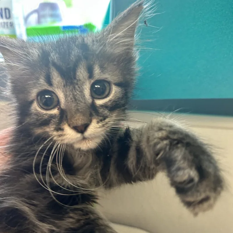 A baby small-sized male Brown / Chocolate Domestic Long Hair cat named Kane for adoption in Uniontown, PA
