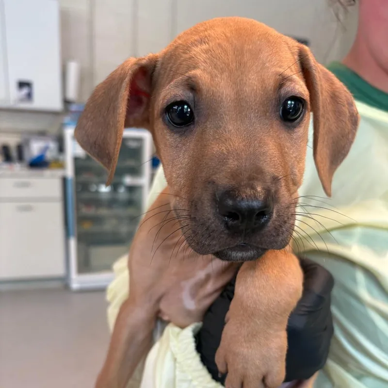 A baby small-sized male Yellow / Tan / Blond / Fawn Mixed Breed dog named Marcos for adoption in Huntington, WV
