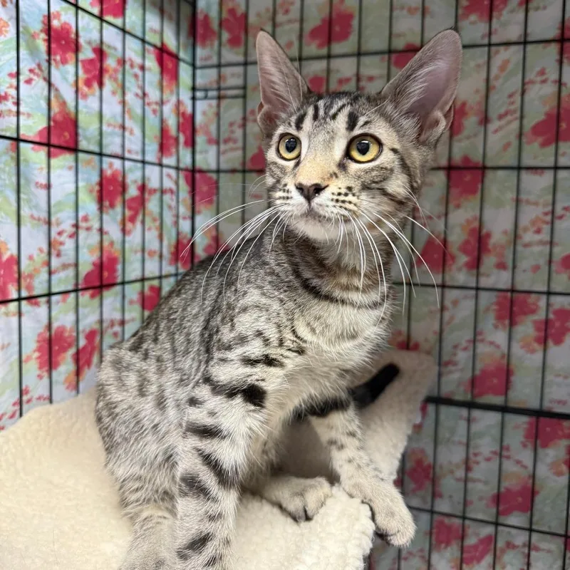 A young small-sized male Gray / Blue / Silver Domestic Short Hair cat named Vladimir for adoption in Casa Grande, AZ