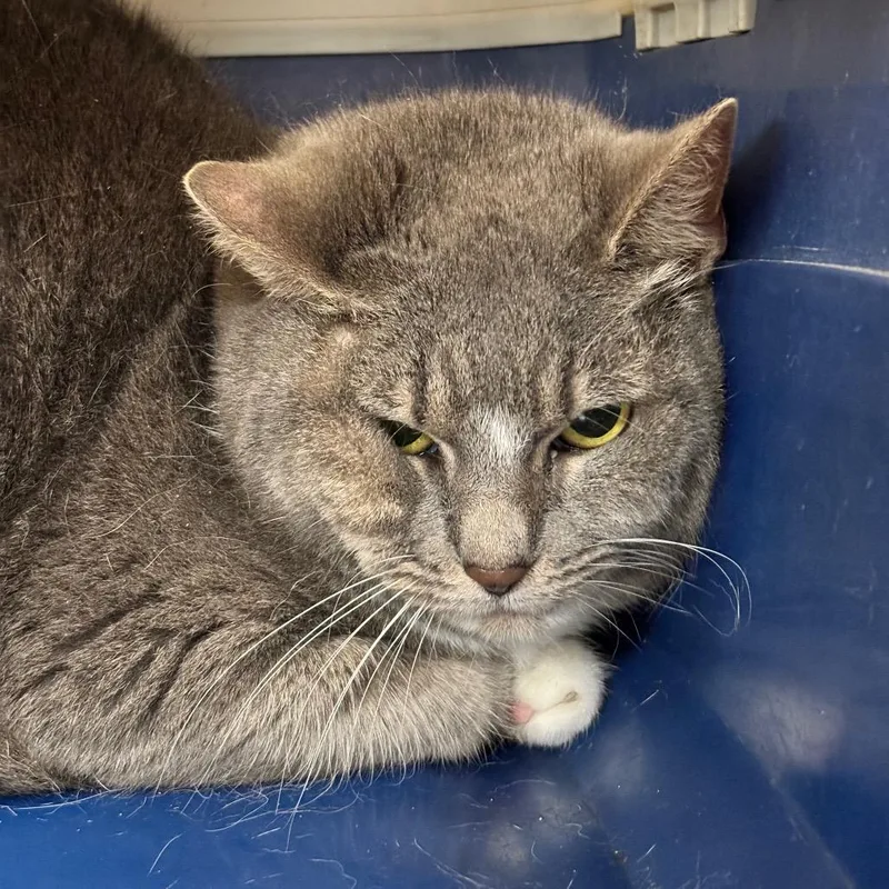 An adult medium-sized female Gray / Blue / Silver Domestic Short Hair cat named Simone for adoption in Birmingham, AL