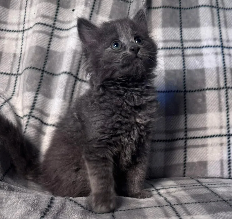 A baby small-sized male Gray & White Domestic Short Hair cat named Car litter Gremlin for adoption in Charlotte, NC
