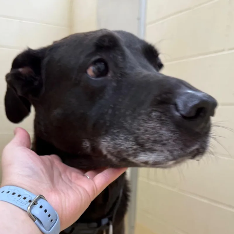 A senior large-sized male Black Labrador Retriever dog named Java for adoption in Winston-Salem, NC