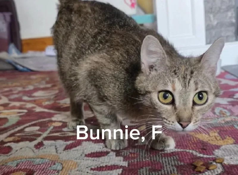 A baby small-sized female Tabby (Gray / Blue / Silver) Tabby cat named Bunnie for adoption in Shrewsbury, MA