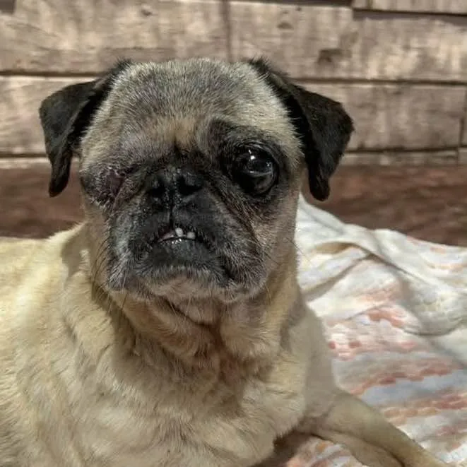 An adult small-sized female Pug dog named Miranda for adoption in Graham, WA