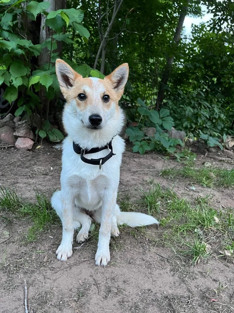 A baby medium-sized female Australian Cattle Dog / Blue Heeler dog named AD Foxy for adoption in Ashland, WI