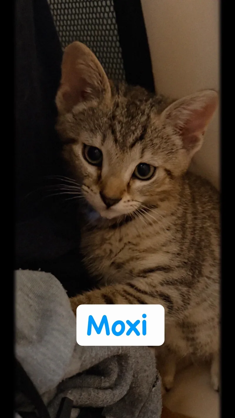 A baby small-sized male Tabby (Brown / Chocolate) Domestic Short Hair cat named Moxi for adoption in Syosset, NY