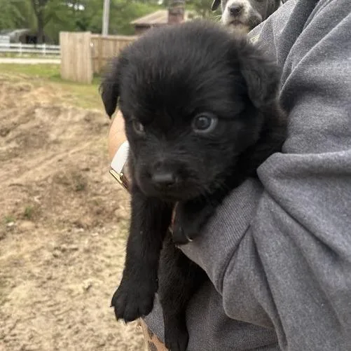 A baby small-sized female Black Labrador Retriever dog named Eclair for adoption in North Charleston, SC