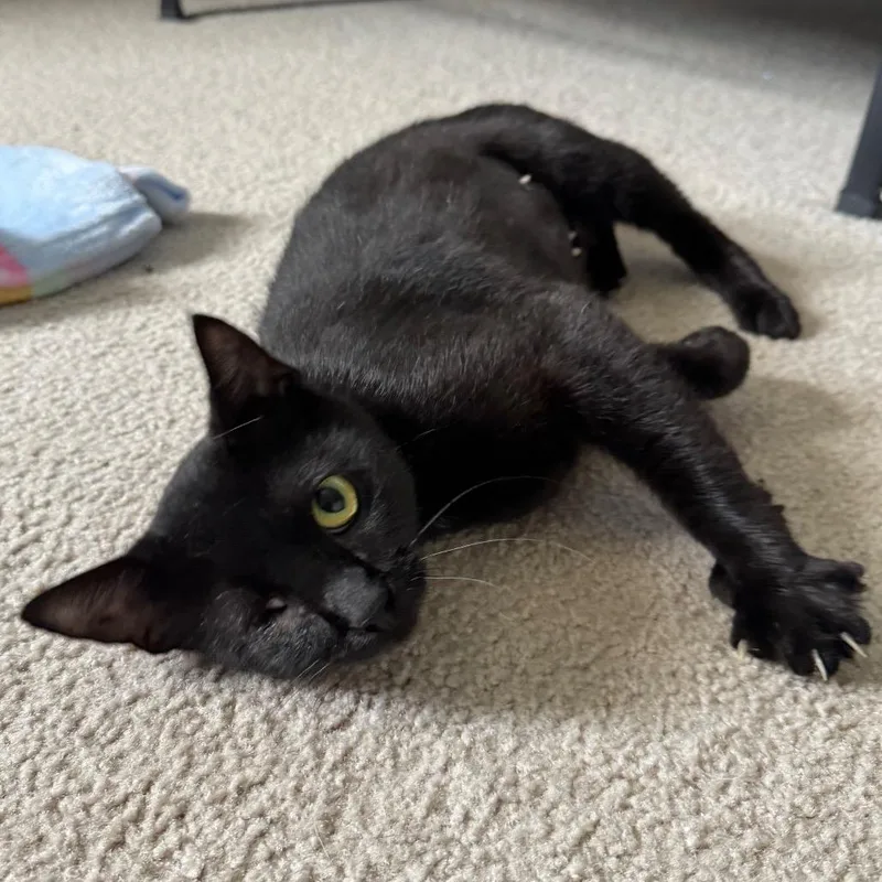 An adult small-sized female Black American Shorthair cat named Iris for adoption in Carrollton, OH