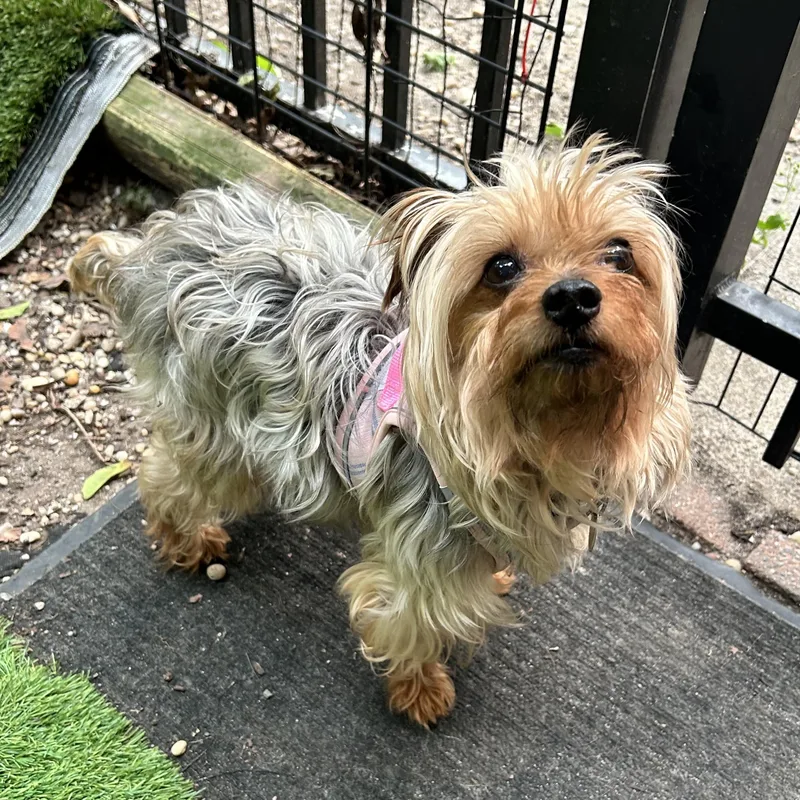 A senior small-sized female Yorkshire Terrier dog named Buttercup for adoption in Huntington, NY