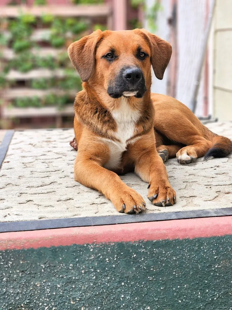 Piper Is Very Smart!