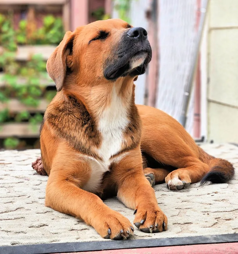 Piper Is Very Smart! thumbnail 3