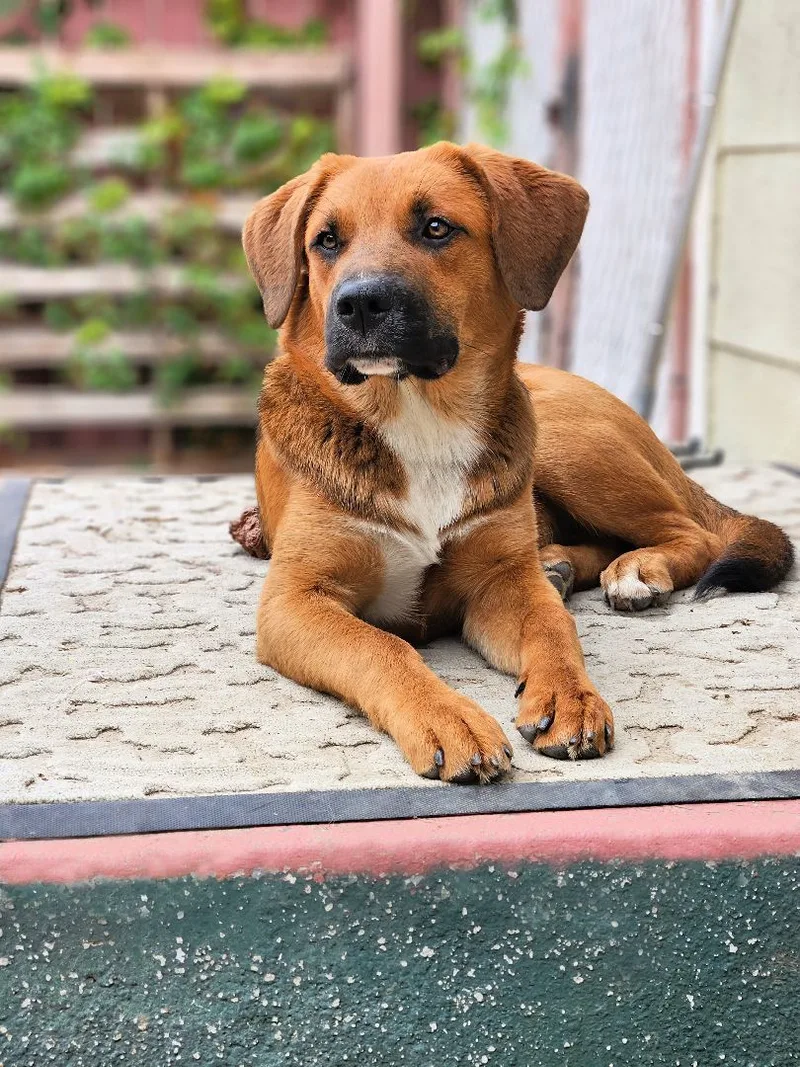 Piper Is Very Smart! thumbnail 4