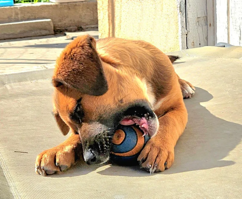 Piper Is Very Smart! thumbnail 5