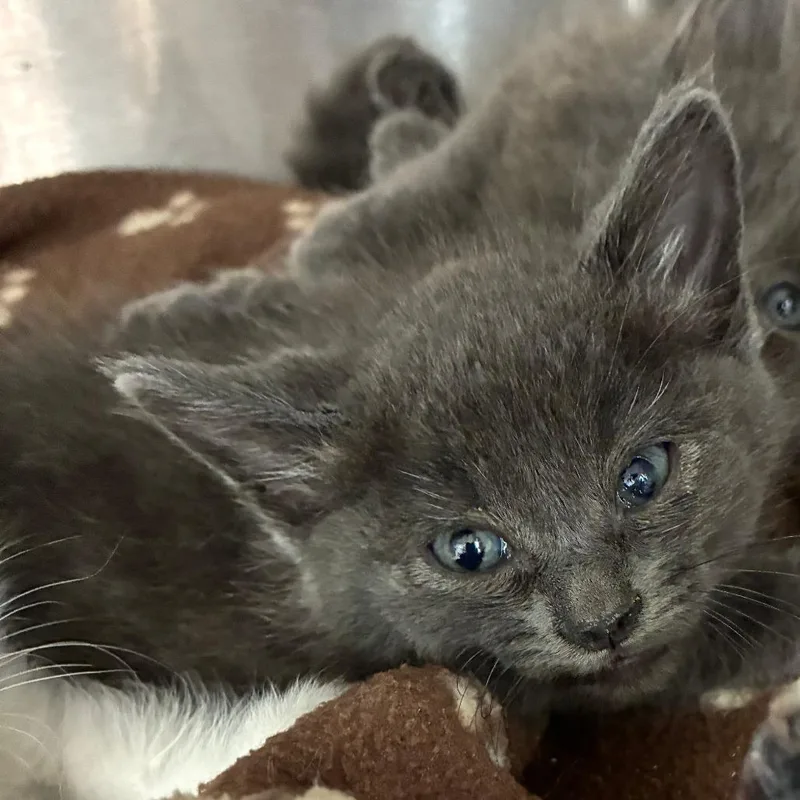 A baby small-sized male Gray / Blue / Silver Domestic Medium Hair cat named Nori for adoption in Oak Park, IL