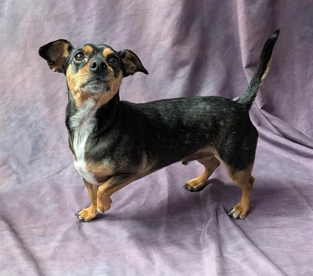 An adult medium-sized male Chihuahua dog named Ricky for adoption in Frisco, CO