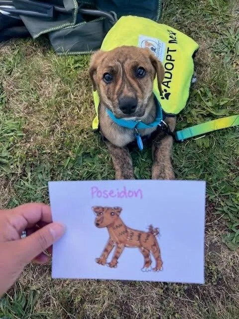 A baby large-sized male Labrador Retriever dog named Poseidon for adoption in Vancouver, WA
