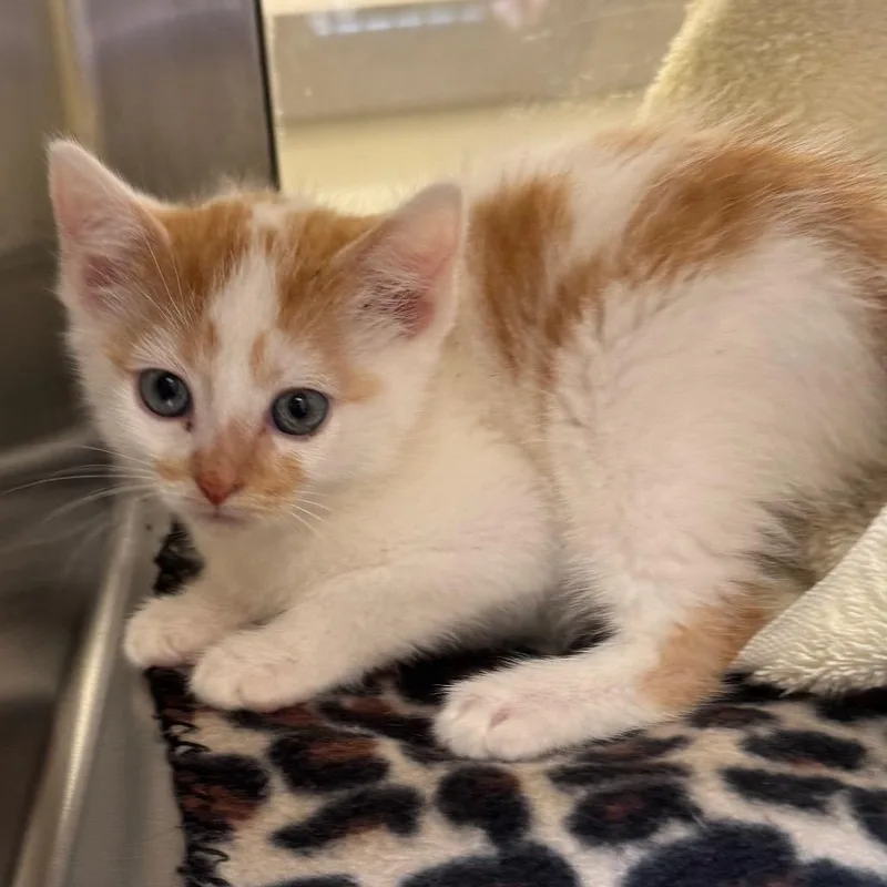 A baby small-sized male Orange / Red Domestic Short Hair cat named Teef for adoption in York, PA
