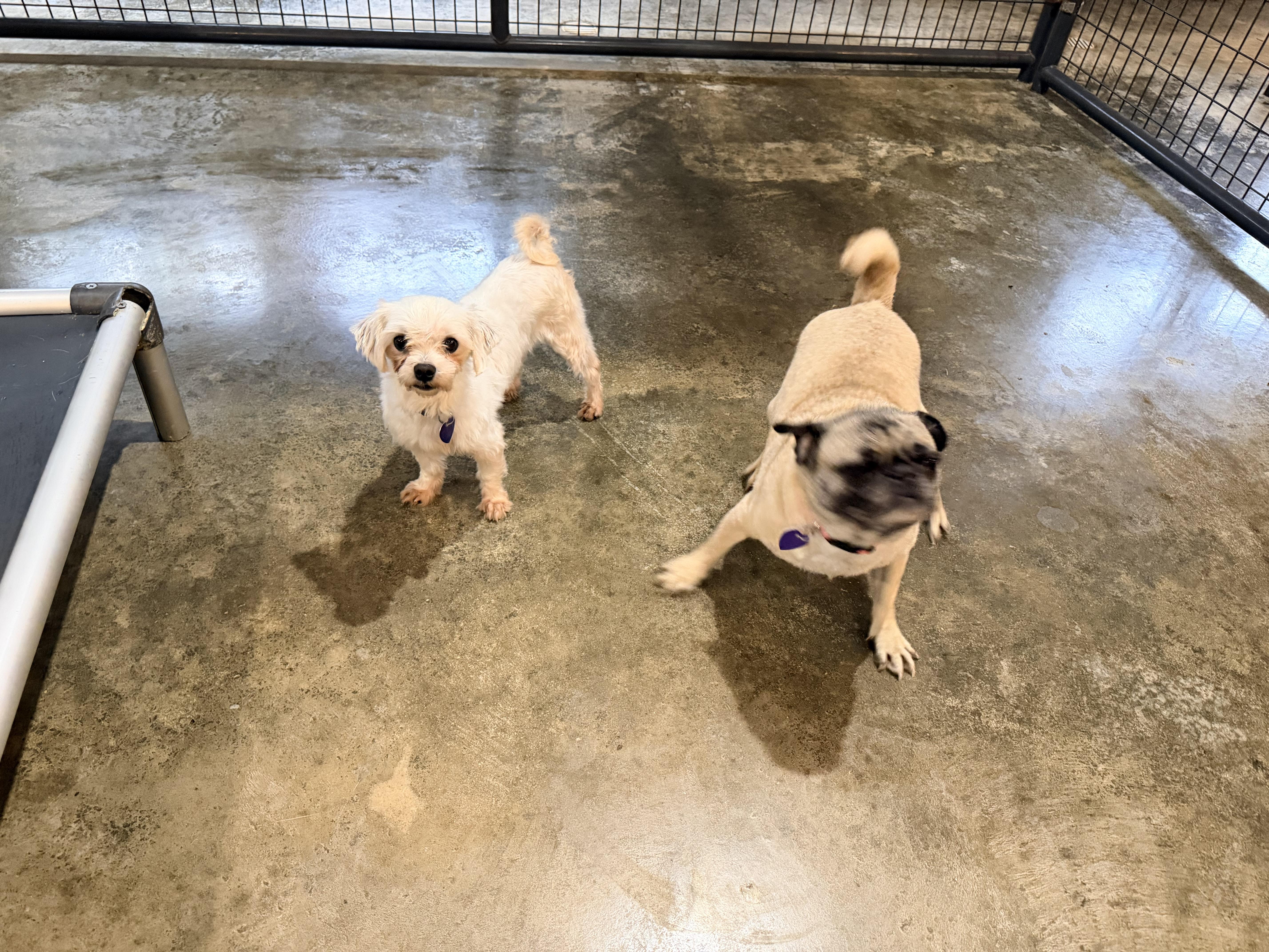 An adult small-sized female Maltese dog named Elly for adoption in North Vernon, IN