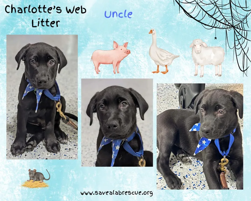 A baby large-sized male Black Labrador Retriever dog named Charlottes Web Litter Uncle for adoption in Middletown, RI