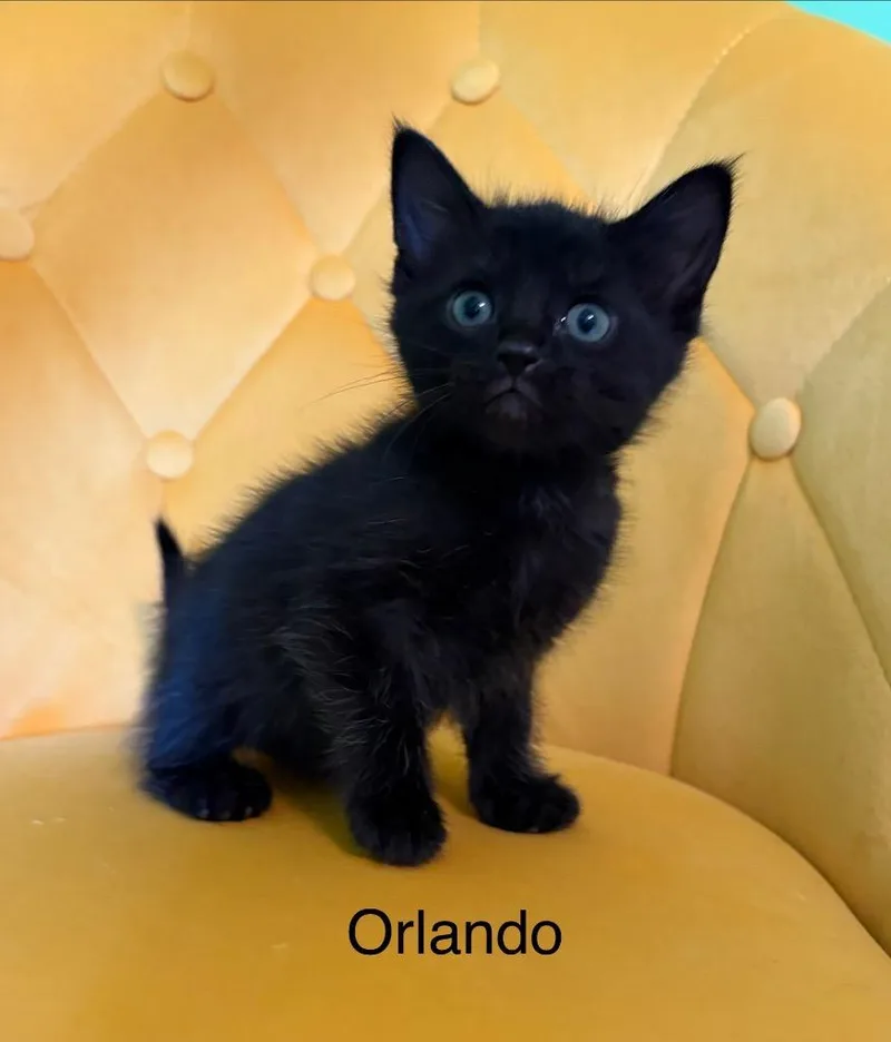 A baby medium-sized male Domestic Short Hair cat named Orlando for adoption in Johnson City, TN
